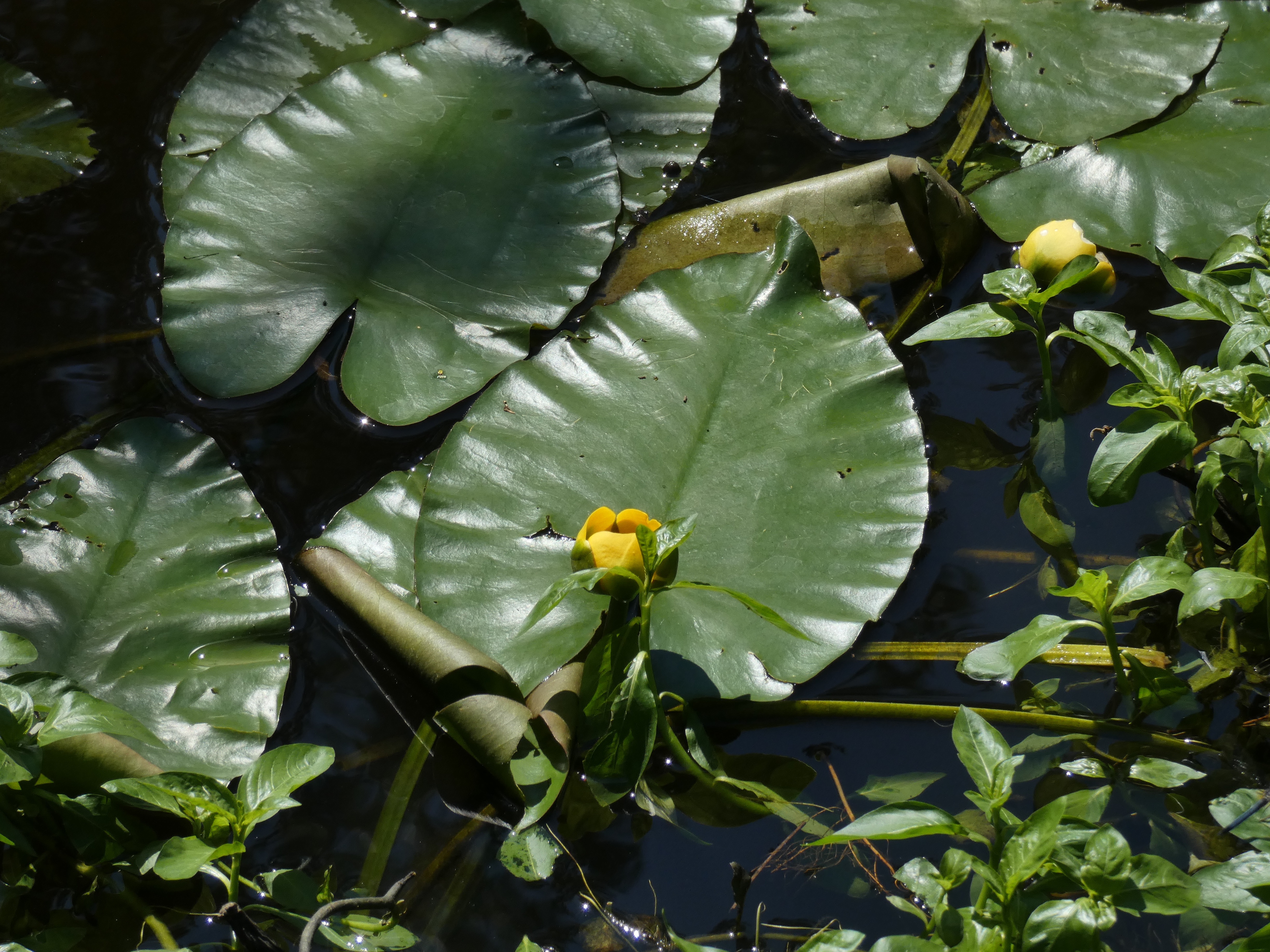 Maryland Biodiversity Project Variegated Pondlily (Nuphar variegata)